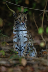 Ocelot