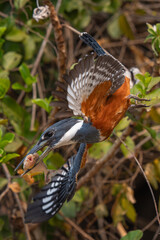 Ringed kingfisher with fish prey