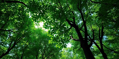 Obraz premium Lush green forest canopy with sunlight filtering through leaves, blooming plants, greenery explosion, sunlit woods