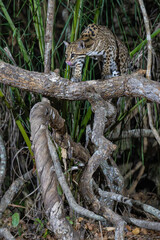 Ocelot