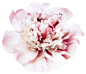 Peony flower  on  a white   isolated background with clipping path. Closeup. For design. Nature.