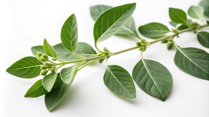 Fototapeta premium Close-up of ashwagandha leaves and stems on white background with soft focus and shallow depth of field, botanicals, botany