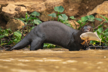 Giant otter with large prianha