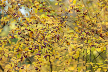 Branches of a bush with yellow leaves and burgundy berries