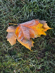 autumn leaves on the ground