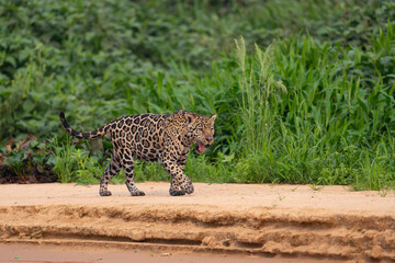 Jaguar