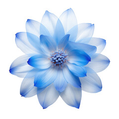 Fototapeta premium Delicate Light Blue Dahlia, Isolated on a Transparent Background, A close-up, isolated image of a beautiful light blue Flower.