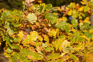 Autumn oak leaves on the branches