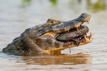 Yacaré caiman with prey a Cascúdo