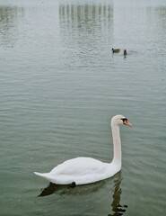 White swan in the park on the pond