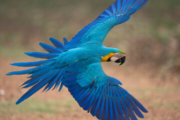 Blue and yellow macaw