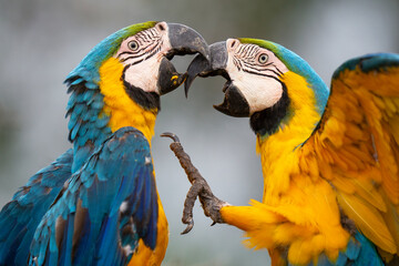 Blue and yellow macaw
