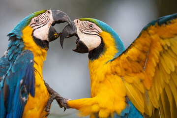 Blue and yellow macaw
