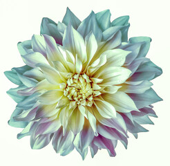 Dahlia flower  on a  white isolated background with clipping path. Closeup.  Nature.