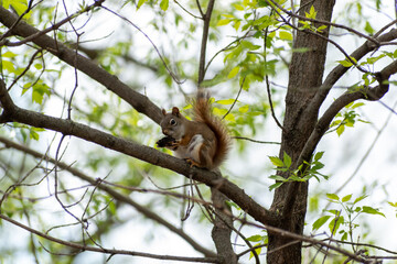An American Red Squirrel sitting on a tree branch attempting to open a nut.