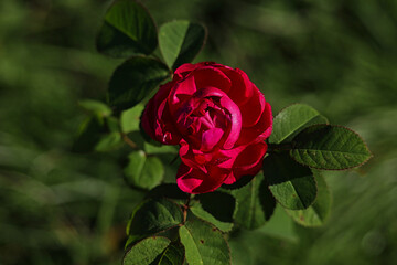 Rose, Blüte, Altenburg, Altenburger Land, Thüringen, Deutschland