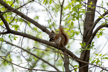 An American Red Squirrel sitting on a tree branch attempting to open a nut.