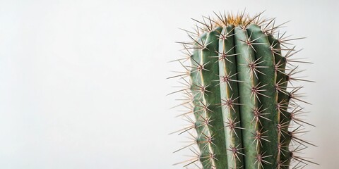 Prickly cactus with sharp thorns on its stem, cactus, sharp, foliage, spiny