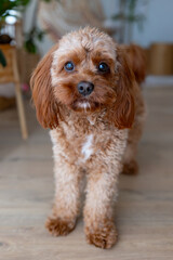 Cavapoo, small cute purebred dog. Dog portrait