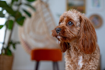 Cavapoo, small cute purebred dog. Dog portrait