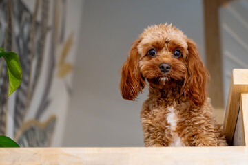 Cavapoo, small cute purebred dog. Dog portrait