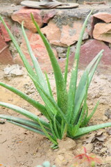 Fototapeta premium Vibrant green Aloe Vera plant showcasing its thick, fleshy leaves known for medicinal and skincare benefits.