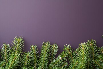 Pine branches border on purple background