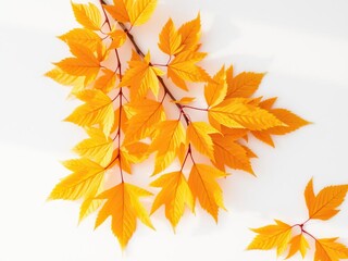 Obraz premium Vibrant golden autumn leaves on a white background, vibrant, backdrop, design