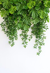 Obraz premium Tropical monstera plants in a forest. Green background.