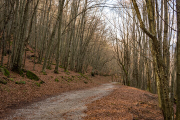 Fototapeta premium I sentieri nel bosco sull'Appennino bolognese a fine novembre