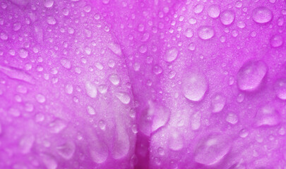 Close-up macro soft focus texture water drop on petal purple orchid flowers tropical plant blossom background.flora desktop wallpaper,beauty or spa cosmetic banner poster, website cover design.