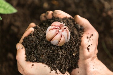 Cloves of fresh garlic on black soil