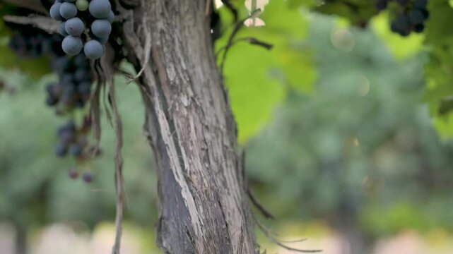 Tronco de vid con uvas	
