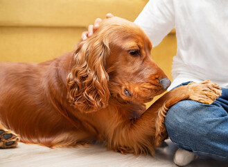 Faithful English spaniel and boy. Dog lover (owner) with his furry, red companion (friend, animal)..