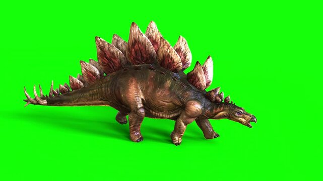 3d illustration of Stegosaurus, was a thyreophoran dinosaur. An herbivore, it is one of the best known dinosaurs of the Jurassic period. Animation of Stegosaurus on green background.