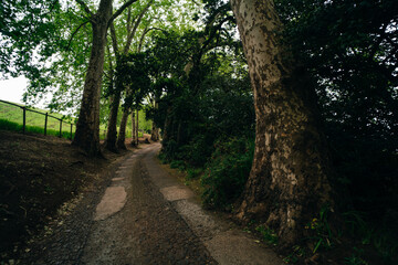 Fototapeta premium Palheiro Gardens in Madeira, Portugal.