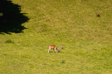 A lone deer grazing in a lush green meadow under the warm sunlight, surrounded by untouched nature, symbolizing peace, wildlife, and the simplicity of the wilderness.
