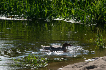 Nurogęś nad rzeką © Michał Kurzątkowski