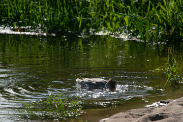 Nurogęś nad rzeką © Michał Kurzątkowski