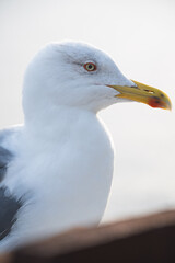 Close-up of a seagull with a sharp yellow beak and striking eyes, set against a soft, blurred background, capturing the elegance and detail of coastal wildlife.
