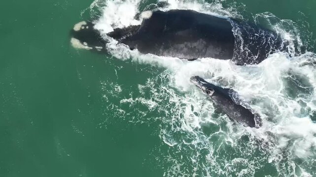 Right whale swims near the shore in clear blue waters during a sunny day