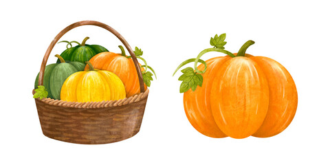 Colorful fresh variety pumpkins and gourds in basket with handles set hand drawn painting illustration isolated. Harvest season, agriculture farm market.