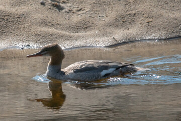 Nurogęś nad rzeką © Michał Kurzątkowski