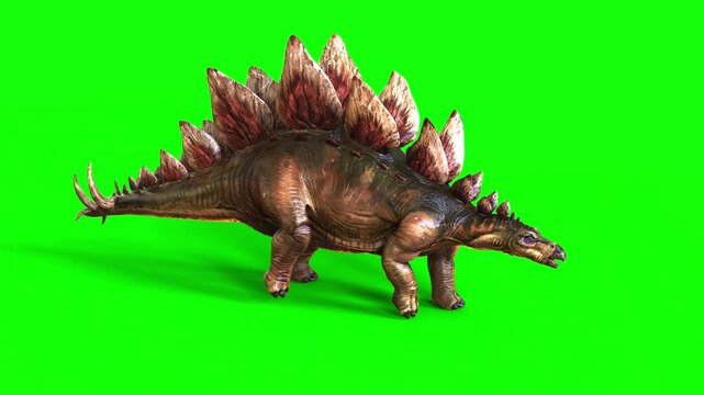 3d illustration of Stegosaurus, was a thyreophoran dinosaur. An herbivore, it is one of the best known dinosaurs of the Jurassic period. Animation of Stegosaurus on green background.
