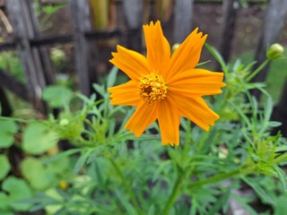 orange flower in the garden
