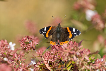 Red admiral butterfly (Vanessa Atalanta) sitting on a light red plant in Zurich, Switzerland