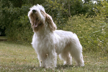 Petit griffon vendéen