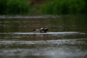 Nurogęś nad rzeką © Michał Kurzątkowski
