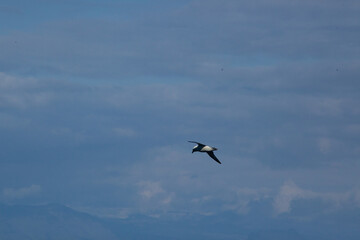 Bird flying over the ocean