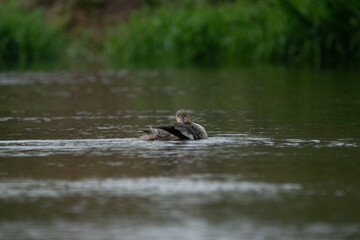 Nurogęś nad rzeką © Michał Kurzątkowski